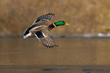 Image. Mallard