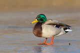 Image. Mallard