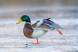 Image. Mallard