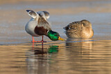 Image. Mallard