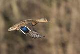 Image. Mallard