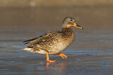 Image. Mallard