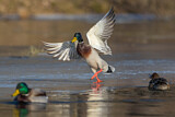 Image. Mallard