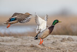 Image. Mallard