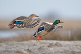 Image. Mallard