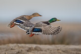 Image. Mallard