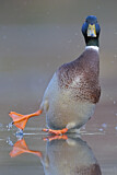 Image. Mallard