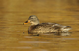 Image. Mallard