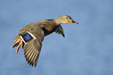 Image. Mallard