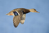Image. Mallard