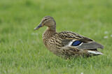 Image. Mallard
