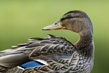 Image. Mallard