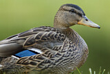 Image. Mallard