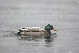 Image. Mallard