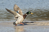 Image. Mallard