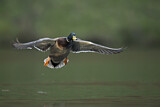 Image. Mallard