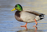 Image. Mallard