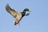 Image. Mallard