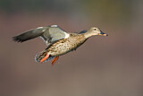 Image. Mallard