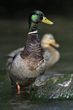 Image. Mallard