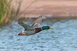 Image. Mallard