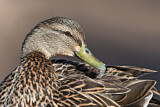 Image. Mallard