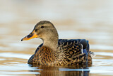Image. Mallard
