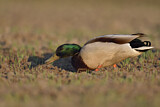 Image. Mallard
