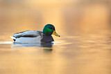Image. Mallard