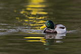 Image. Mallard