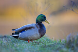Image. Mallard