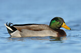 Image. Mallard
