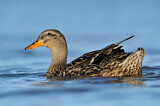 Image. Mallard