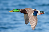 Image. Mallard
