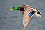 Image. Mallard