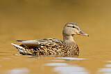Image. Mallard