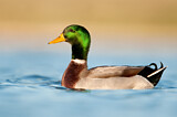Image. Mallard