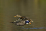 Image. Mallard