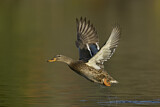 Image. Mallard