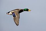 Image. Mallard