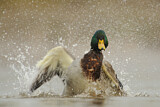 Image. Mallard