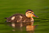 Image. Mallard