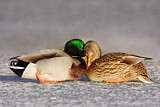 Image. Mallard