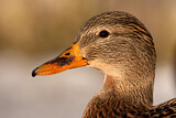 Image. Mallard
