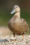 Image. Mallard