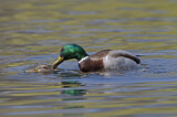 Image. Mallard