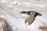 Image. Mallard