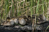 Image. Mallard