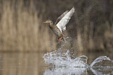 Image. Mallard