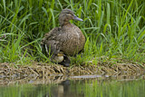 Image. Mallard